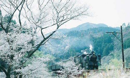 桜と蒸気機関車