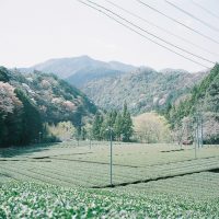 桜と茶畑