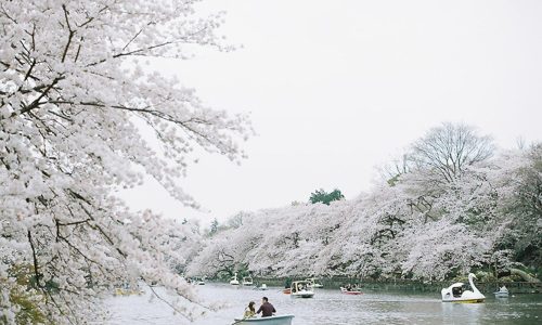 桜とボート