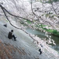 日がな一日、桜